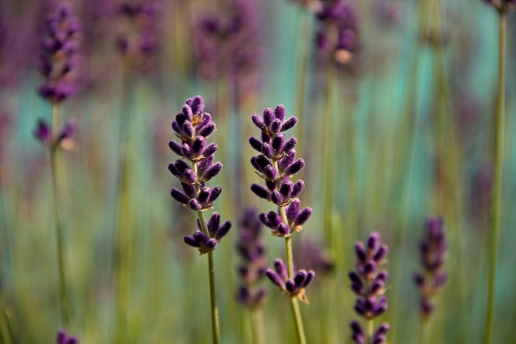Detailní pohled na vůni Lavender fields