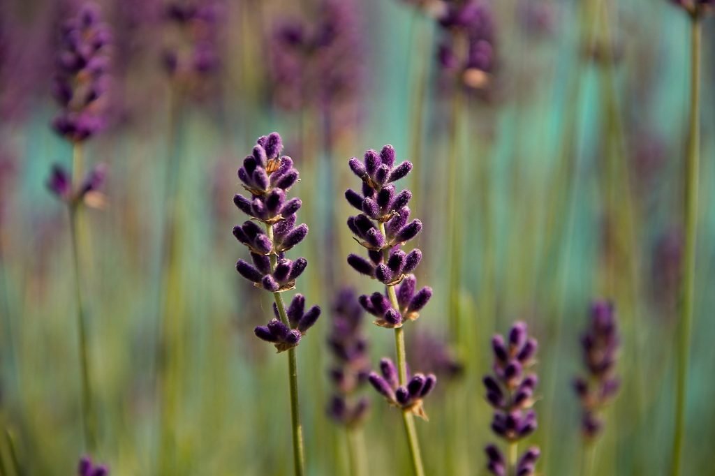 Detailní pohled na vůni Lavender fields